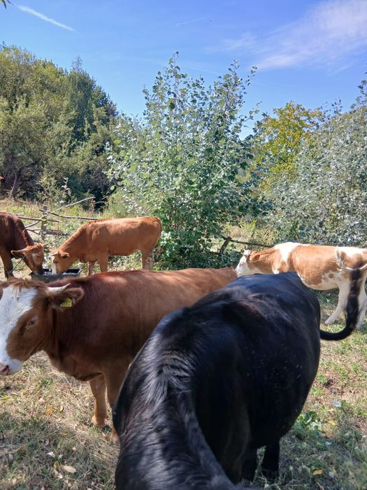 Vănd patru juninci și un taur,diferite rase, crescuți bio.
