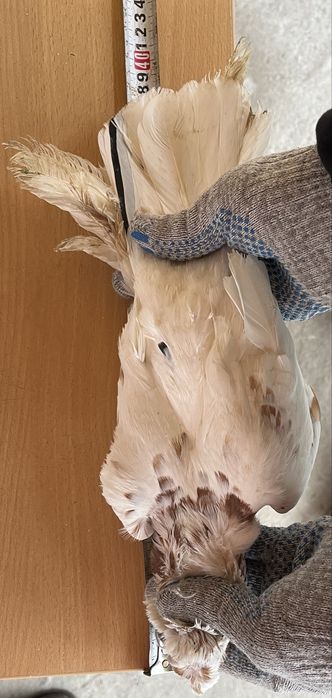 Продам красно рябого голубя