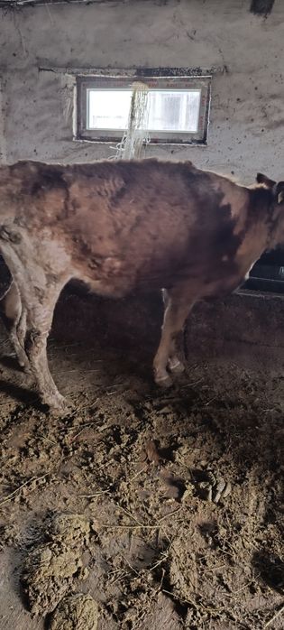 Продам тёлку стельная