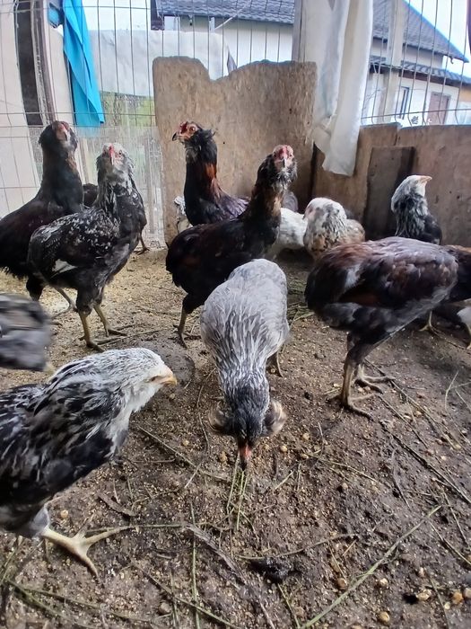Familii  Araucana Potârnichiu/Silver