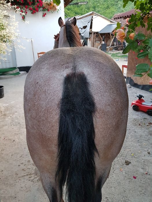 De vânzare iapă de
