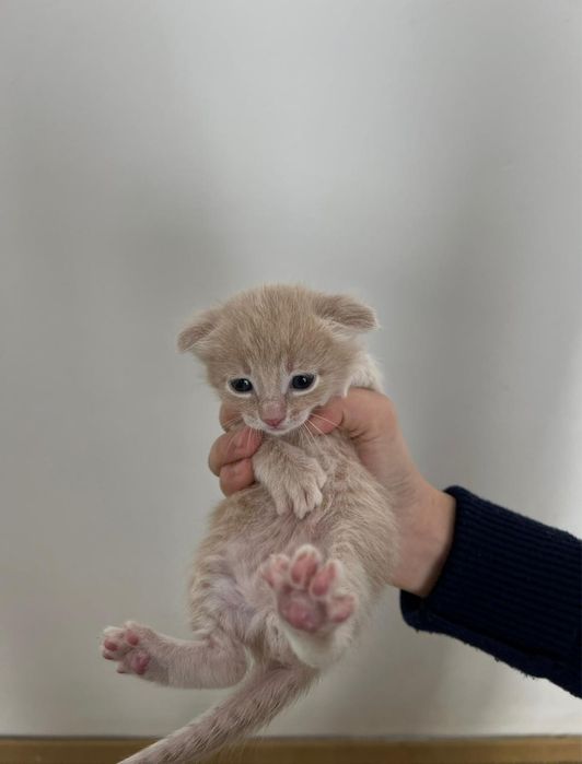 Мысык сатылады ватсапка