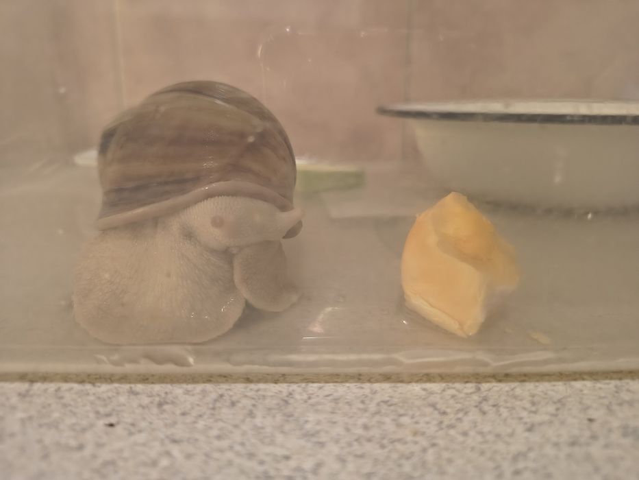 Подарявам африкански охлюв