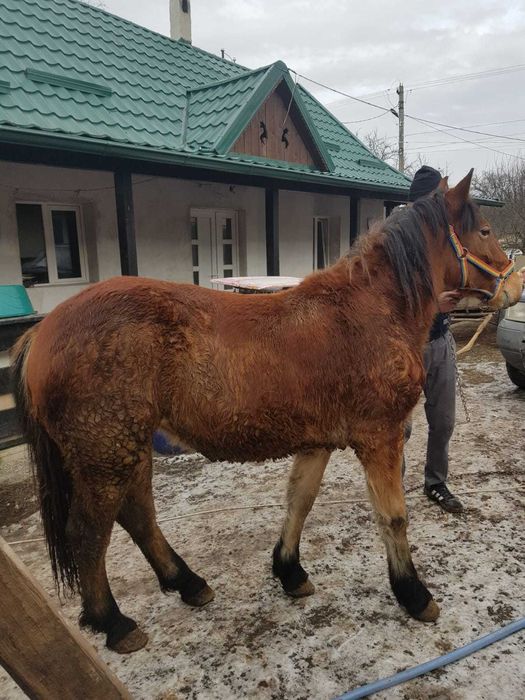 Mânză de 1 an si o luna