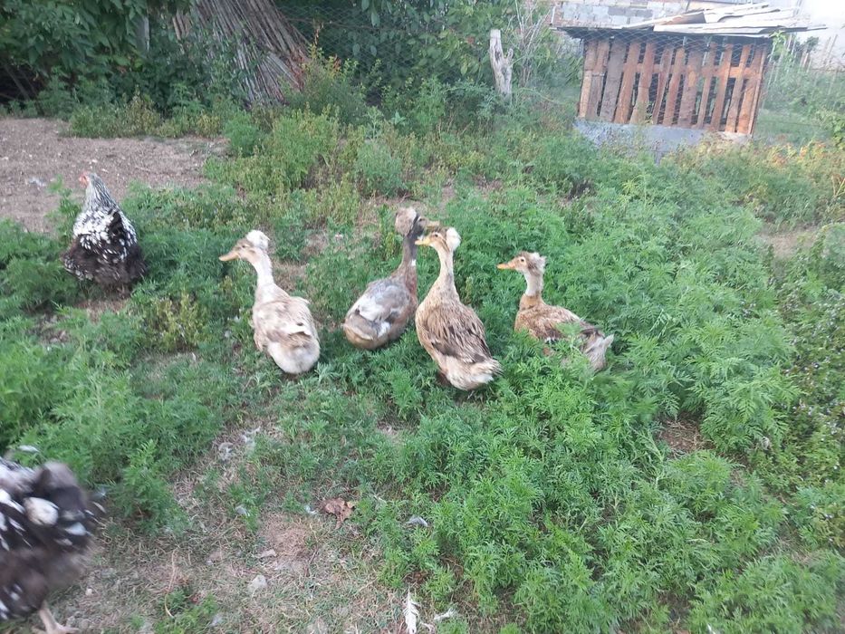 Rate romanesti motate 250 lei perechea