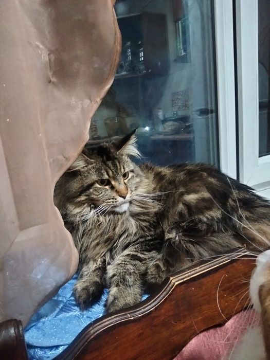 Продам кошку Мейн Куна