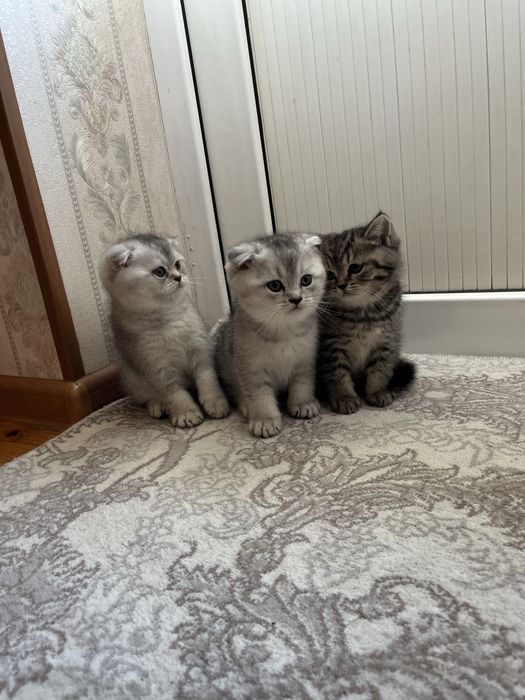 Scottish fold and stright