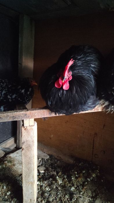 Choynak yapon zot Xo'roz va tovuq parasi sotiladi