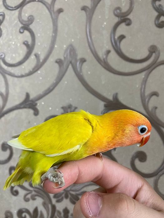 Ruchnoy popugay sotiladi