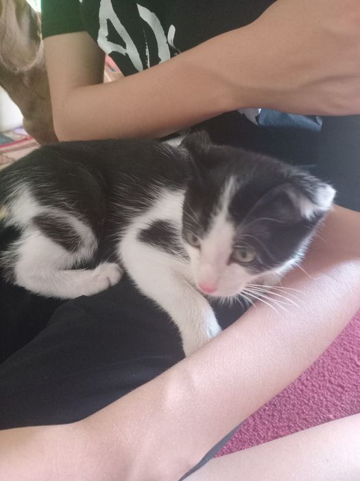 Вислоухий котик игривый