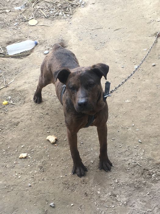 Pitbul bolasi srochni sotaman