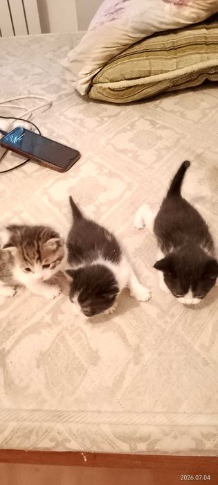 3 месячные котиков