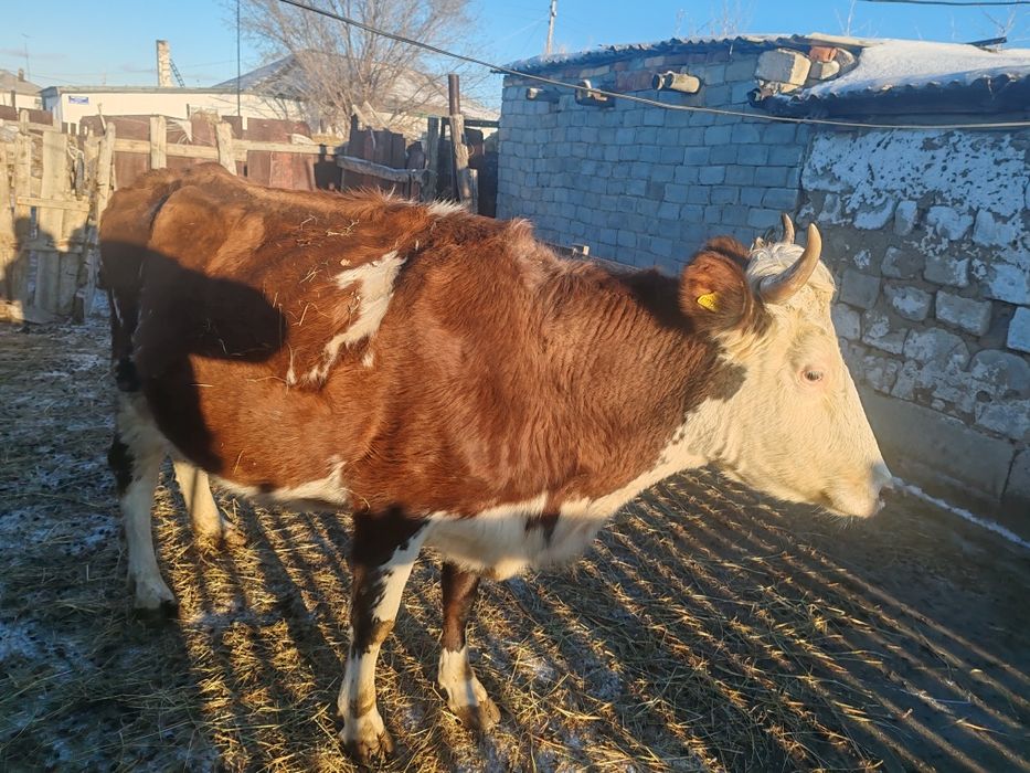 Сауынды сиыр сатам немесе обмен