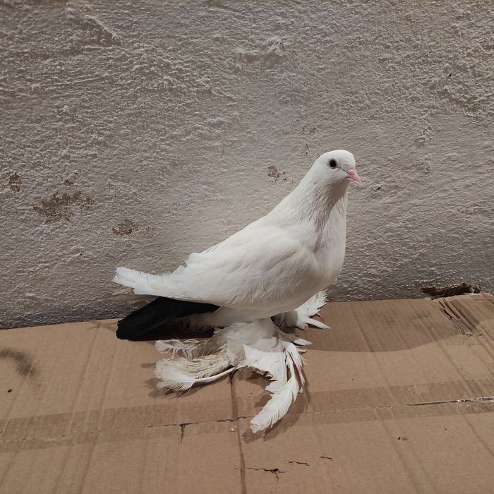 Голуби чернохвостые (персы) 2025 г.