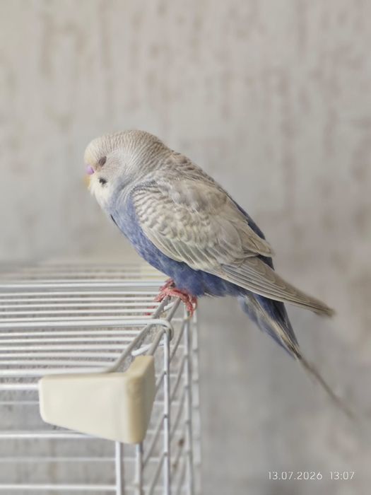 Продам попугаев с клеткой