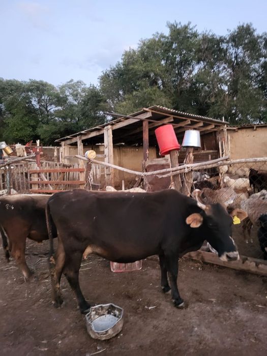 Сиыр   сатылады