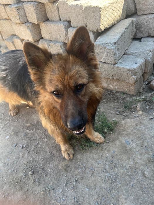 Кавказская овчарка сторожевая