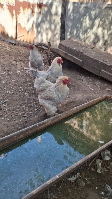 Петухи Брама продам