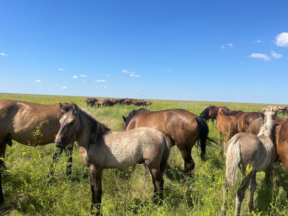 Лошади с жеребятами