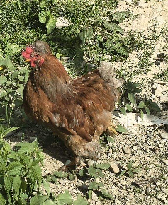 Cocosi motati tineri