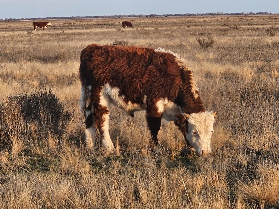 Продам бычков подсос 11 голов