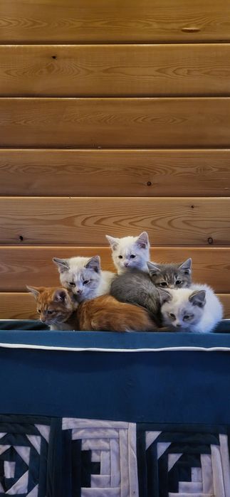 Котята  выросли с Алабаем