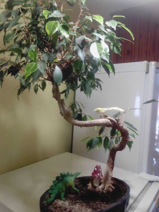 Продавам истински живи бонсаи