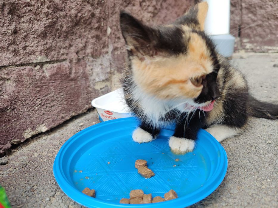 Котенок в добрые руки