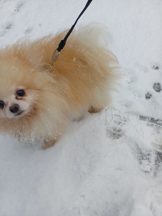 Вязка померанский шпиц.