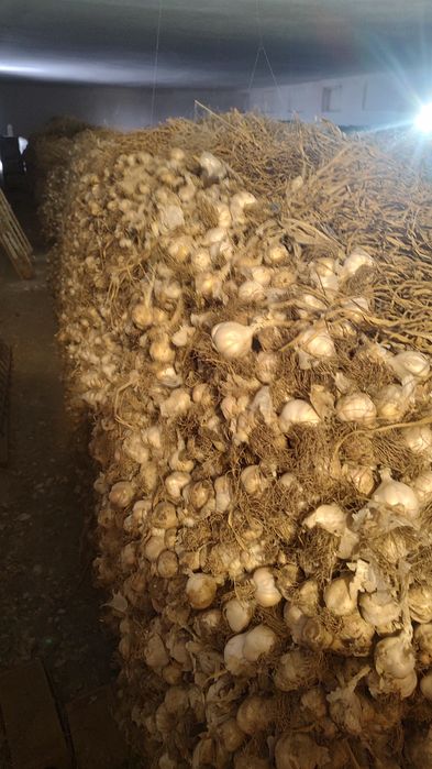 Usturoi Românesc soi benone