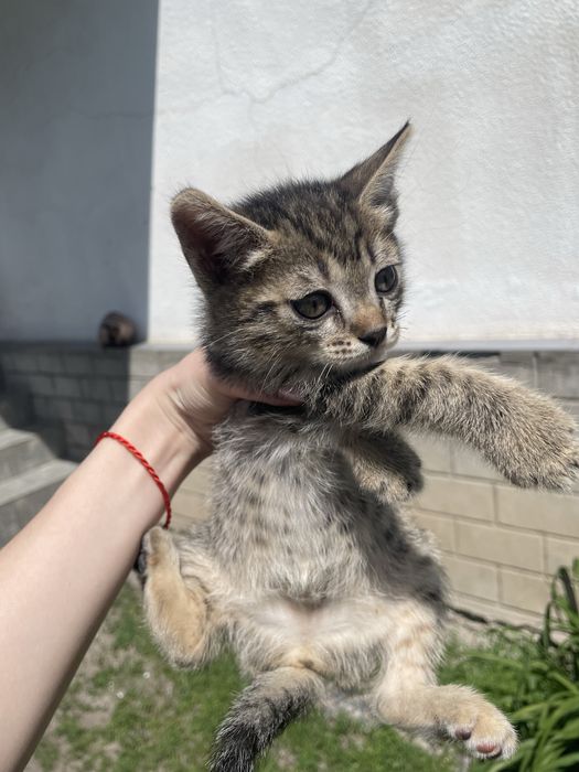 Отдам котят в добрые руки