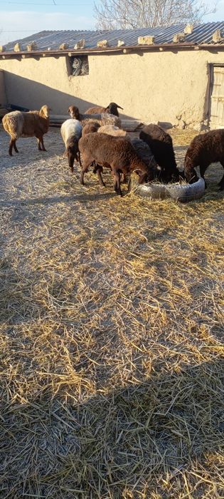 Infinikis bor 30 pro