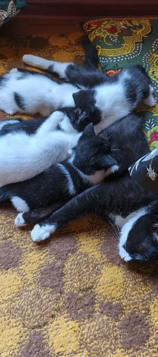 Mushukchar bepul beriladi mehribon qóllarga
