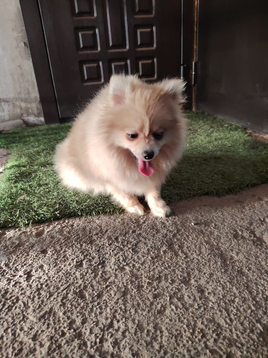 Шпиц мальчик красавчик