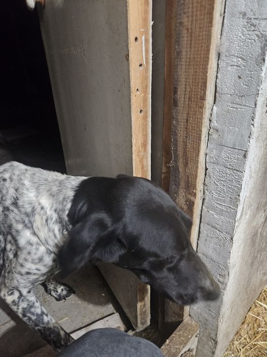 Курцхаар щенки 8 шт