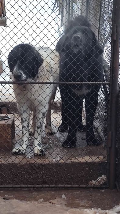 Cautam stapani iubitori