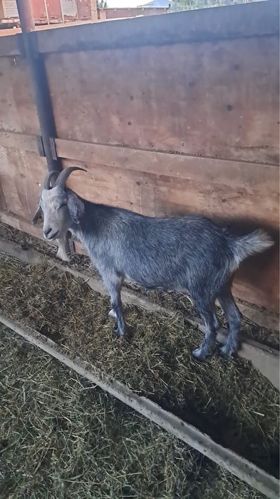 Ешкы, козлы, козел