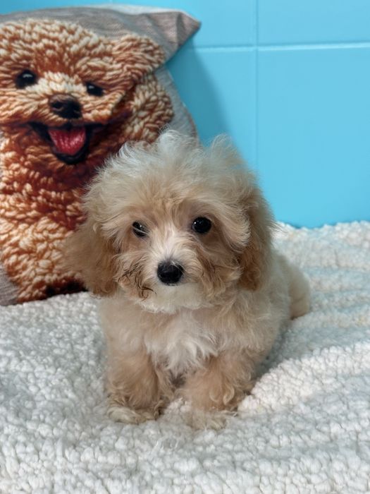 Малтипу  Maltipoo