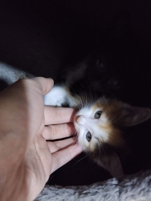 Mushuk yaxshi insonlar ga beriladi