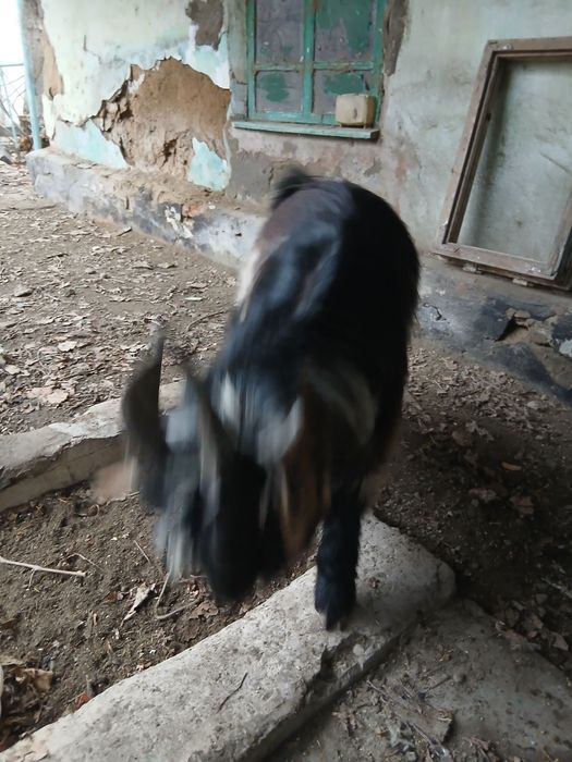 Ешки и Серке сатылады