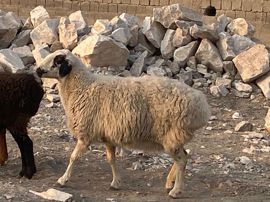 Куй баран солуг бугоз. Кучкор