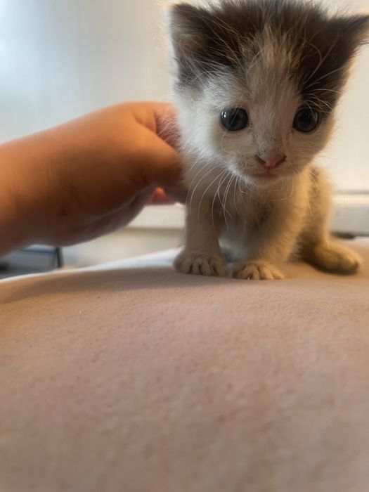 Отдам в добрые руки котят