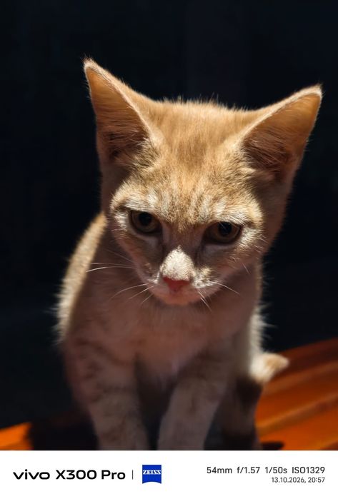 отдам котенка хорошим хозяевам