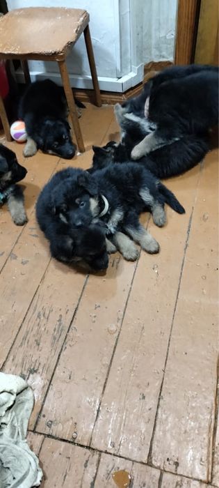 Щенята немецкой овчарки