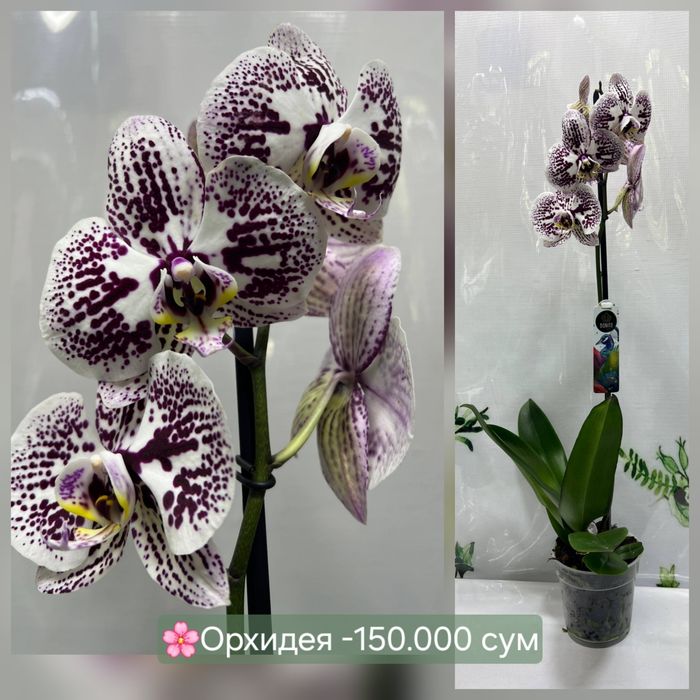 Комнатные цветы в продаже!
Нежная, красивая и станет прекрасным украше