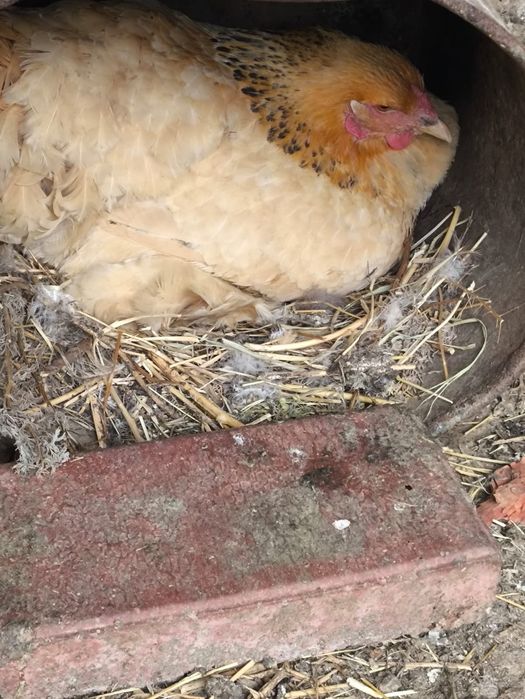 Продам клушки Брамы