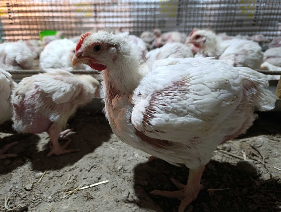 Порно сквирт ағыны ол аяқталады