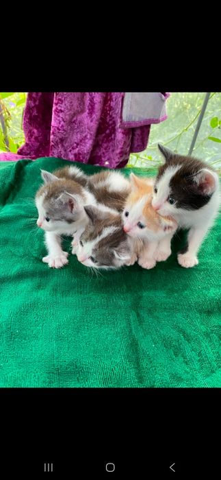 Отдам котят в хорошие руки!