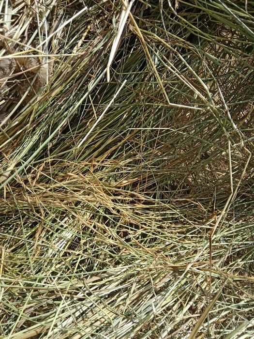 Продам сено дикий перей 2024 года