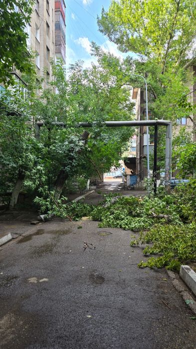 Спил и обрезка деревьев. Опыт более 10 лет